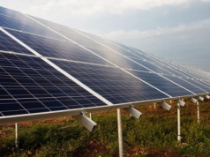 Energia, orzechy i grzyby z tego samego pola. To się nazywa optymalna agrowoltaika