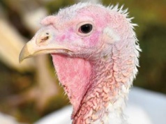 Kolejne ognisko ptasiej grypy w Polsce – HPAI wykryta u indyków w powiecie gorzowskim