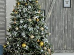 Co zrobić z choinką po świętach? Gdzie we Wrocławiu wyrzuca się choinki?