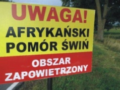 ASF w powiecie piotrkowskim: zapora zapachowa, drony i wzmożone kontrole w lasach