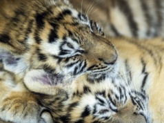 Chiny oszalały. Samica urodziła aż pięcioro młodych. To ewenement