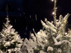 Co zrobić z choinką po świętach?