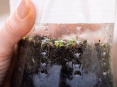 Ten trik oszczędza czas i pieniądze. Zimowy wysiew w butelkach podbija polskie ogrody