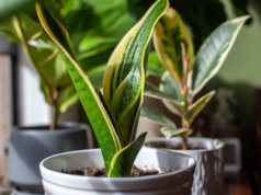 Nie rób tego z sansewierią zimą. Przez ten błąd nie dotrwa wiosny