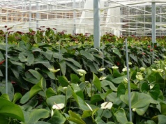 Składka zdrowotna rolników bez odliczenia? MFiG wskazuje inne korzyści