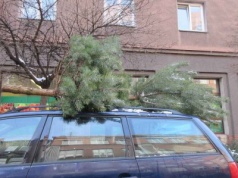 Co zrobić z choinką po Świętach? Trzyniec i Czeski Cieszyn mają ekologiczne rozwiązanie