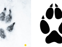 Rozpoznasz zwierzęta po śladach? 10/15 - leśnik na medal!