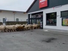 Nagranie z owcami w sklepie hitem sieci. 