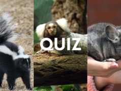 Quiz pokaże, czy znasz się na zwierzętach. Uda ci się przebić średnią?