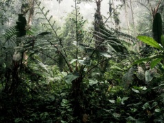 Użyli laserów, by odkryć pradawne miasto w Ekwadorze. Stanowisko kryło ponad 200 kopców kultury Yumbo