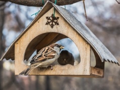 Ptaki nie chcą przylatywać do karmnika? Być może popełniasz ten błąd