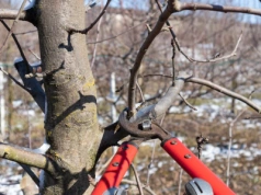 Przycinanie roślin w styczniu to pułapka. Jedne możesz ciąć bez ryzyka, inne zniszczysz jednym ruchem