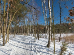 "Truchła martwych zwierząt". Nadleśniczy o groźnej chorobie w polskich lasach