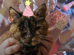 Trzydziestoletnie lambadziary rosną w siłę. Oto najstarsza kotunia na świecie