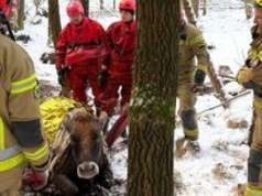Nowe Worowo: Strażacy uratowali krowę, która wpadła do bagna