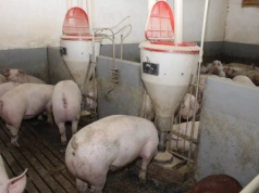 Dlaczego Duńczycy nie tuczą świń powyżej 120 kg? Rolnicy mogą być zaskoczeni