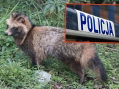 Kobieta myślała, że pomaga bezdomnemu psu, a to był dziki Jenot