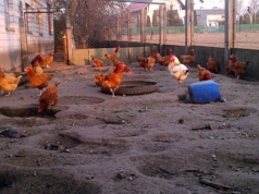 Rzekomy pomór drobiu 2026. Pierwsze dwa ogniska ND w Polsce