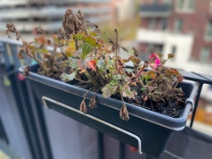 Pelargonia pięknie zakwitnie wiosną, ale w styczniu musisz zrobić jedną rzecz. To najlepszy moment