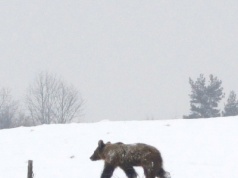 Bieszczadzkie niedźwiedzie nie śpią. Okoliczni mieszkańcy przerażeni
