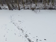 Ślady na lodzie Zalewu Nowohuckiego niepokoją spacerowiczów. „Ktoś tu regularnie wchodzi”