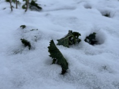 Czy rzepak dobrze przygotował się na falę zimy? Część plantacji może napotkać na problemy