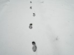 Zdradziły ich ślady na śniegu. Podejrzani w rękach policji