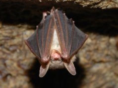 Bardzo rzadki gatunek nietoperza w Polsce. Zauważyli go pod Warszawą