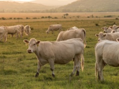 Dzięki produkcji zwierzęcej wartość niemieckiej produkcji rolnej ponownie rośnie. Nowe dane