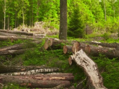 Policja namierzyła osobę odpowiedzialną za nielegalną wycinkę kilkuset drzew w Naturze 2000