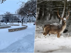 Czy w Żabnie grasują kłusownicy?