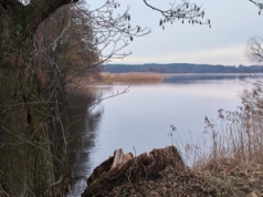 Zaborski Park Krajobrazowy zaprasza na spacer ornitologiczny wokół Jezioro Witoczno