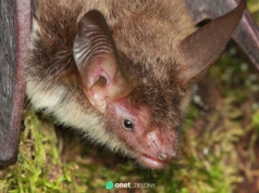 W Kampinoskim Parku Narodowym pojawił się nowy gatunek nietoperza