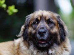 Joko uciekła wystraszona petardami. Tysiąc złotych nagrody za jej odnalezienie