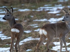 Wrócą polowania z dziećmi? "Powodują szkody w psychice"