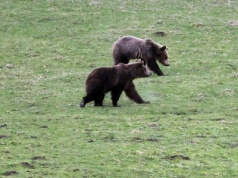 Niedźwiedzie maleją – i łagodnieją. Zaskakujący efekt działalności człowieka