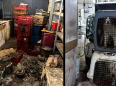 Łódzkie. 16 martwych psów pod Skierniewicami