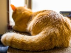 Ten ruch ogona to jasny sygnał "stop". Wielu opiekunów go ignoruje