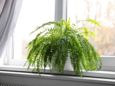 Paprocie tego nienawidzą. To dlatego zimą marnieją najczęściej