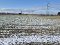 Czy mróz zniszczy pszenicę ozimą i rzepak? Zima 2026: mapy ryzyka, prognozy i decyzje na polu