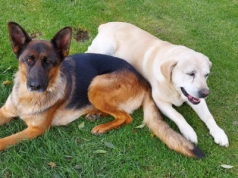 Psy zginęły pod kołami. Ofiary sylwestrowego strzelania