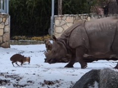 Mały mundżak kontra gigantyczny nosorożec. Nagranie z wrocławskiego zoo podbija sieć