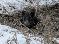 Konstancin-Jeziorna. Dzik wpadł do zamarzniętego zbiornika i nie był w stanie się wydostać
