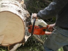 Wycinka drzewa na działce? Centymetr krawiecki ważniejszy niż piła. Kara to ponad 40 000 zł!