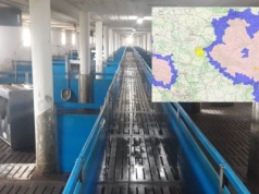 Strefa ASF w Piotrkowie dusi lokalną hodowlę świń. Decyzje zapadają w Warszawie