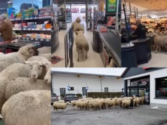 Niemcy: potwierdzono autentyczność nagrania stada owiec szturmujących wejście do supermarketu