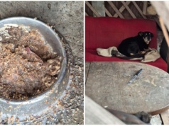 Stary pies zostawiony na działce podczas mrozów. Drugi – rasowy na betonie nawet bez koca