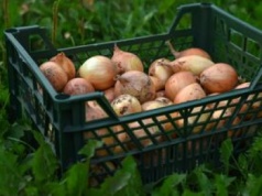 Wysłali cebulę do Polski. Zarobili ok. 200 mln zł. Oto skąd pochodzi