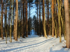 Zimowe warunki w Podlaskiem. Dobre także dla narciarzy biegowych