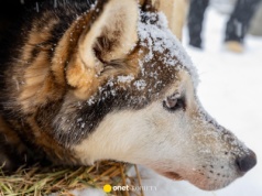 W schronisku zabrakło psów. Takiej reakcji nikt się nie spodziewał